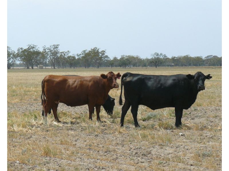 ” Bogibel/Kareelah”, Collarenebri NSW 2833