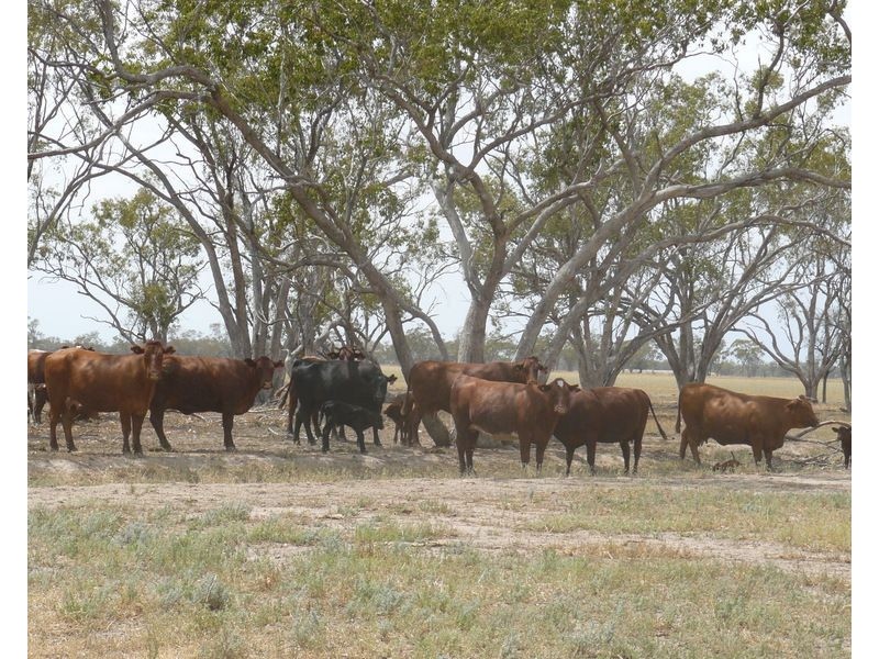 ” Bogibel/Kareelah”, Collarenebri NSW 2833