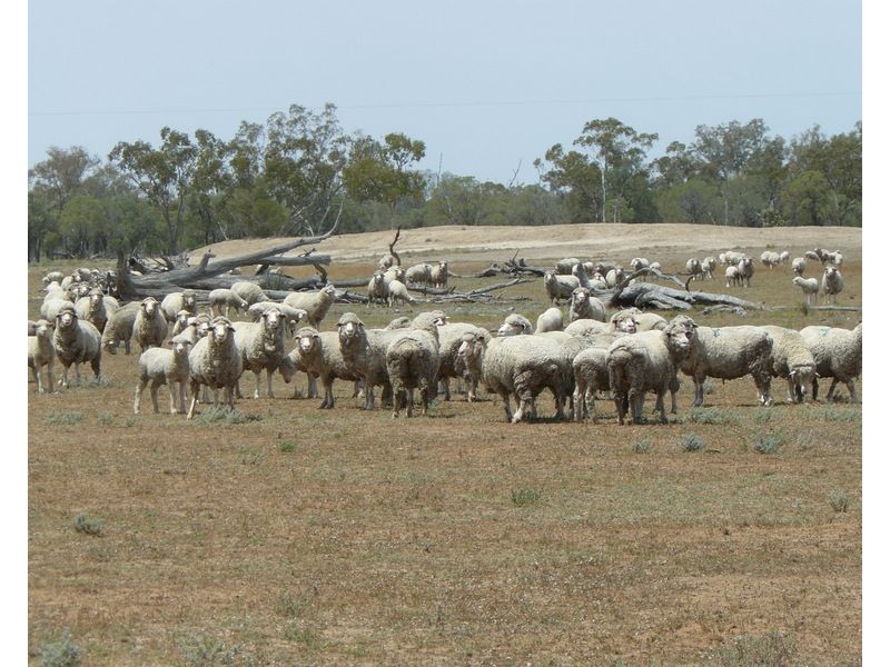 ” Bogibel/Kareelah”, Collarenebri NSW 2833