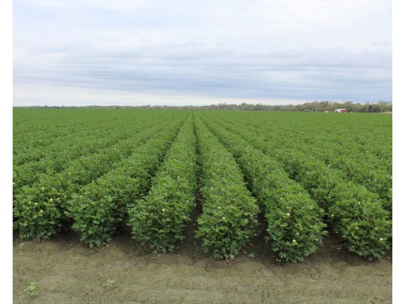 ” Ridgeview”, Mungindi NSW 2406