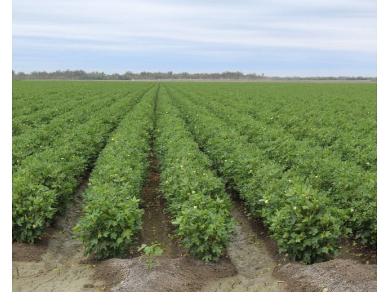 ” Ridgeview”, Mungindi NSW 2406