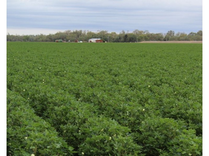 ” Ridgeview”, Mungindi NSW 2406