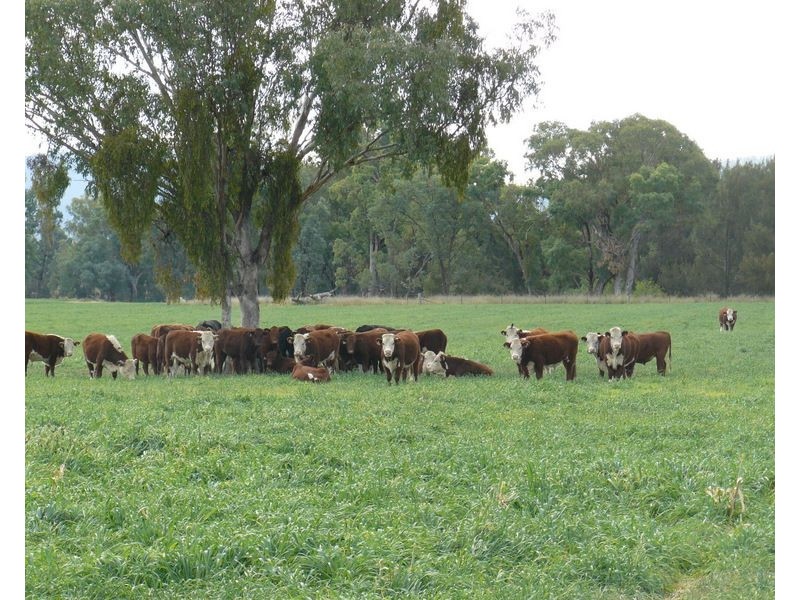 ” Araluen “, ” Finschaffen “, ” Kiaora East “, Bingara NSW 2404