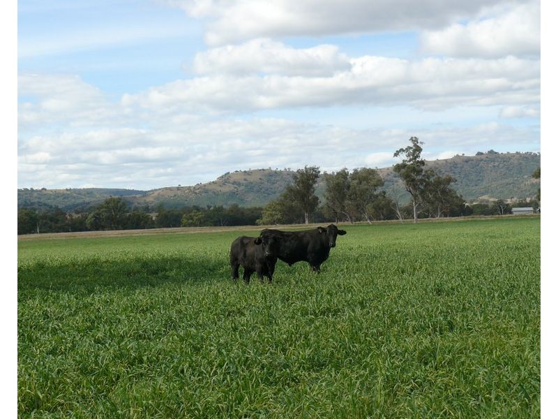 ” Araluen “, ” Finschaffen “, ” Kiaora East “, Bingara NSW 2404