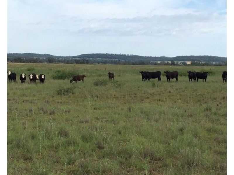 ” Killarney”, Gravesend NSW 2401