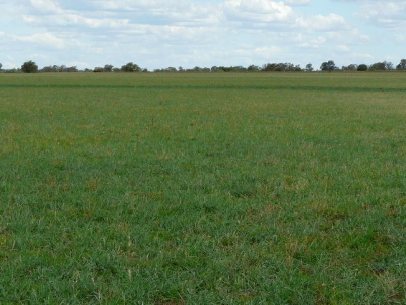 Pallamallawa NSW 2399