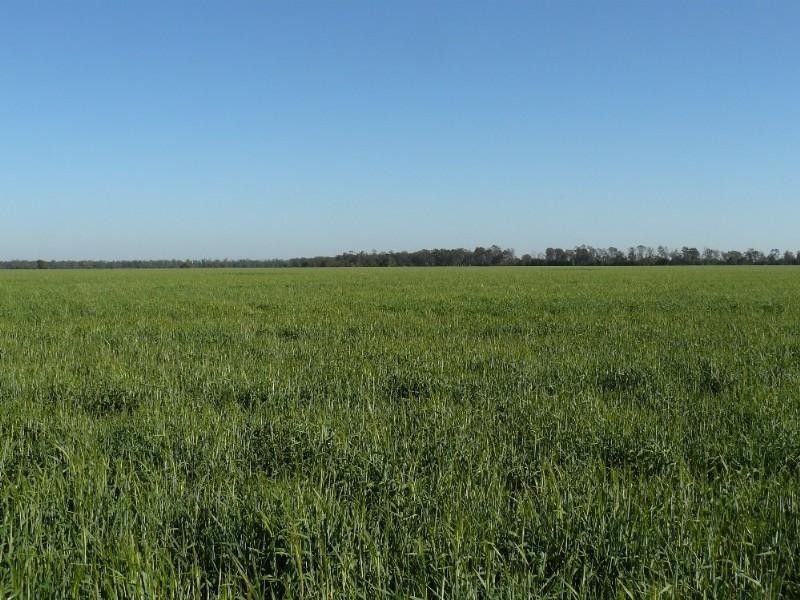 Croppa Creek NSW 2411