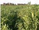 Coonamble NSW 2829