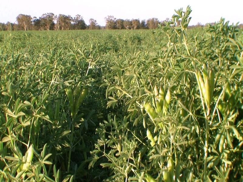 Coonamble NSW 2829