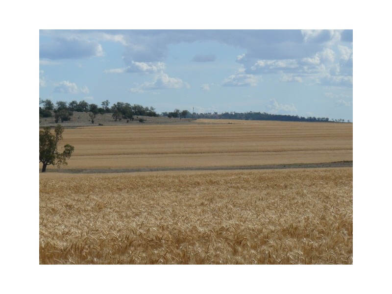 Moree NSW 2400