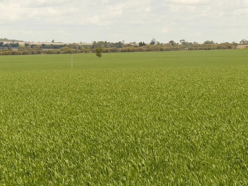 Croppa Creek NSW 2411