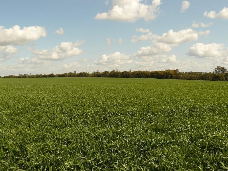 Croppa Creek NSW 2411