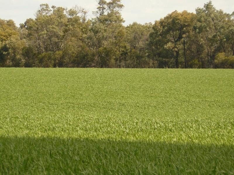 Croppa Creek NSW 2411