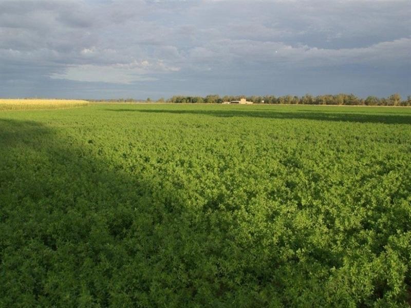 35 Beebo Road, Yetman NSW 2410