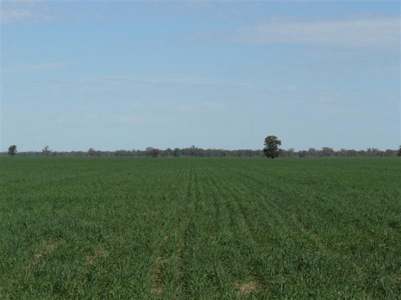 8 Presbury Road, Mungindi NSW 2406