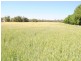 Moree NSW 2400