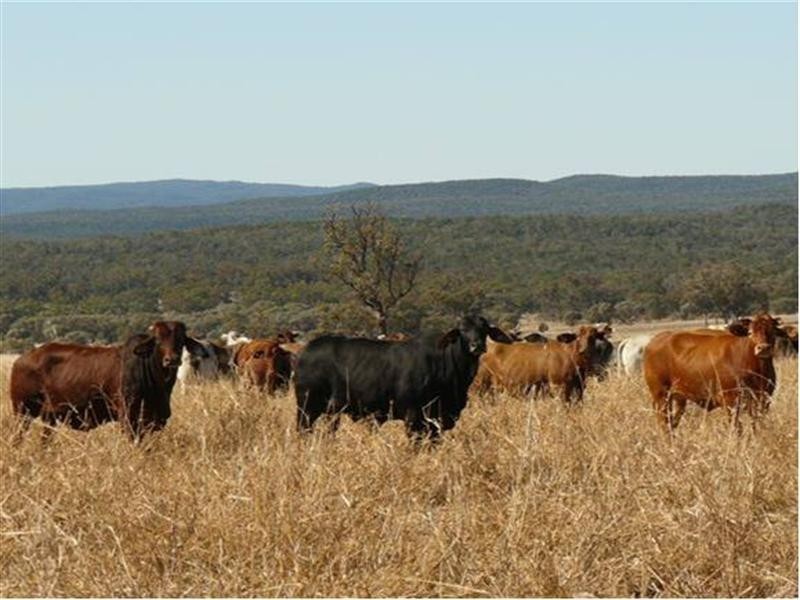 1 Wallangra Road, Wallangra NSW 2360