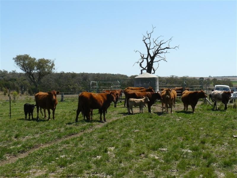 75 Graman Road, Wallangra NSW 2360