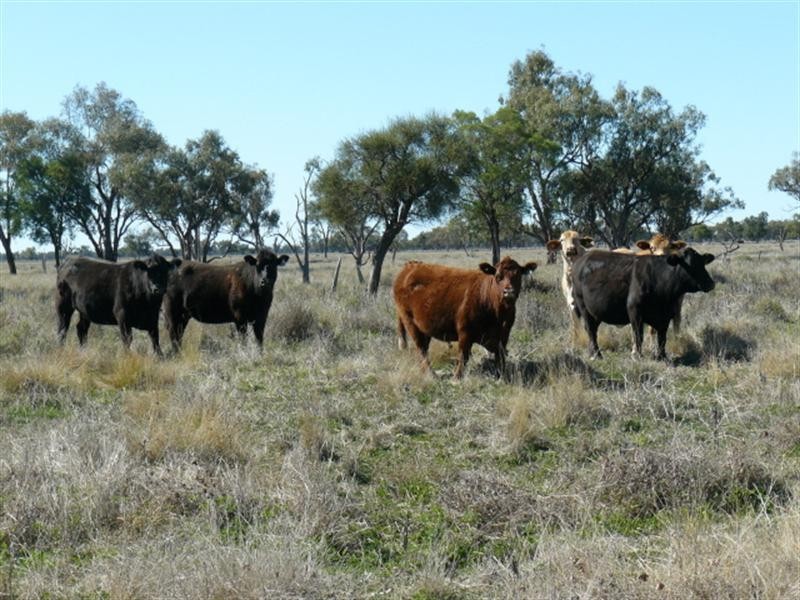 72 Kamilaroi Highway, Walgett NSW 2832