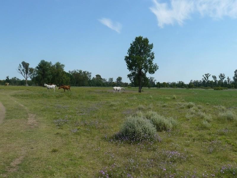 12 Mosquito Creek Road, Pallamallawa NSW 2399