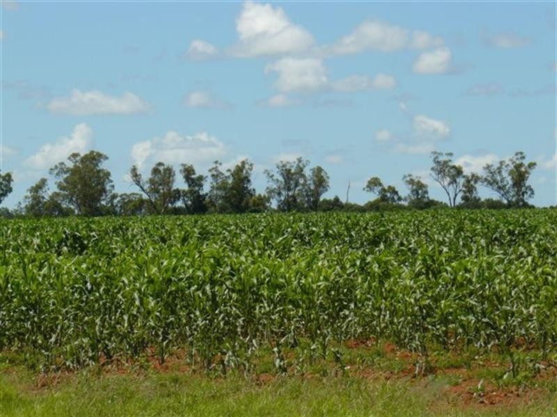Thallon QLD 4497