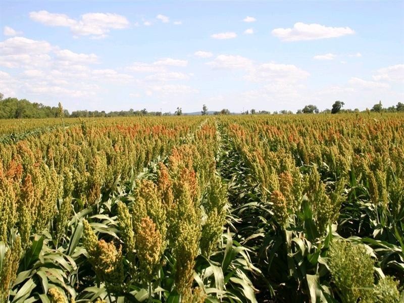 205 Spooners Gap-Bellata Road, Bellata NSW 2397