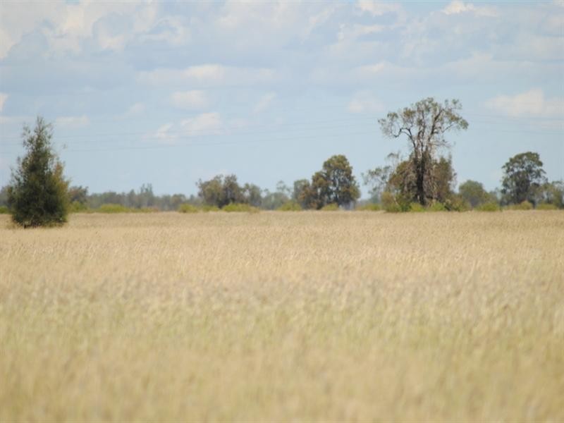 Moree NSW 2400