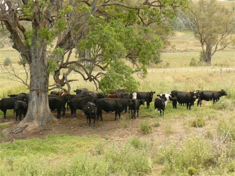 Bingara NSW 2404
