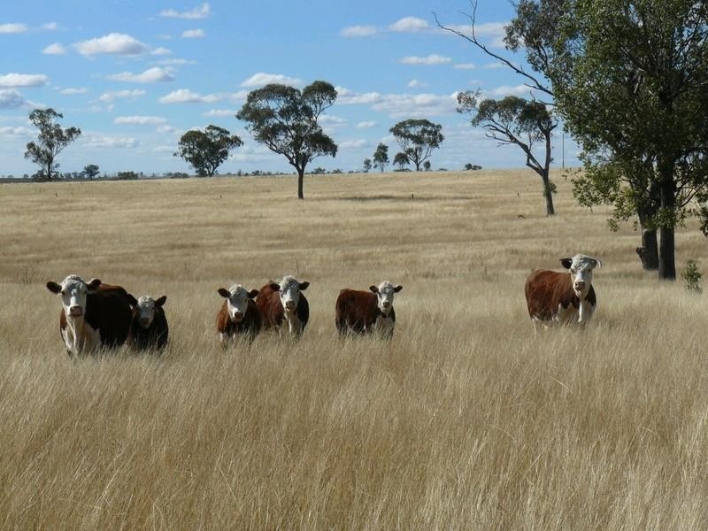 2429 Oregon Road, Warialda NSW 2402