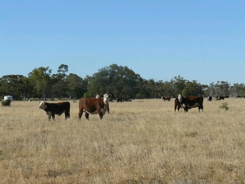 Collarenebri NSW 2833