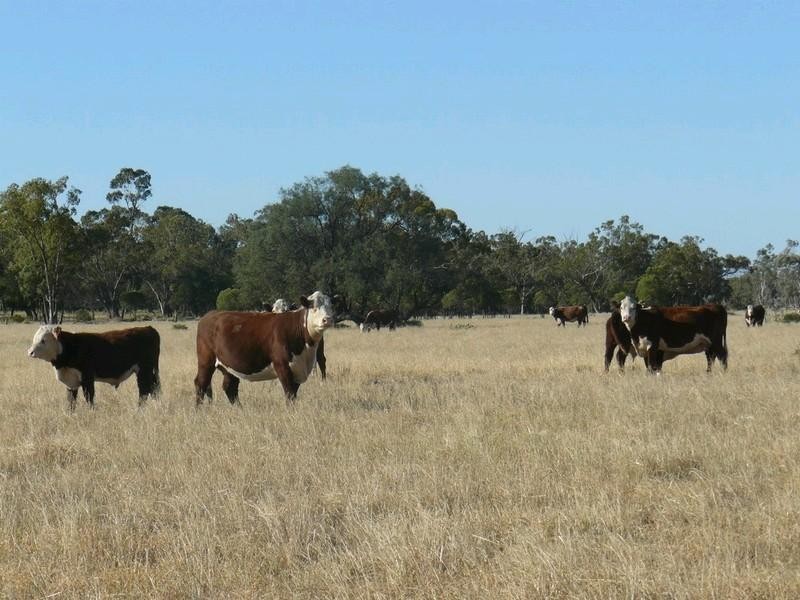 Collarenebri NSW 2833