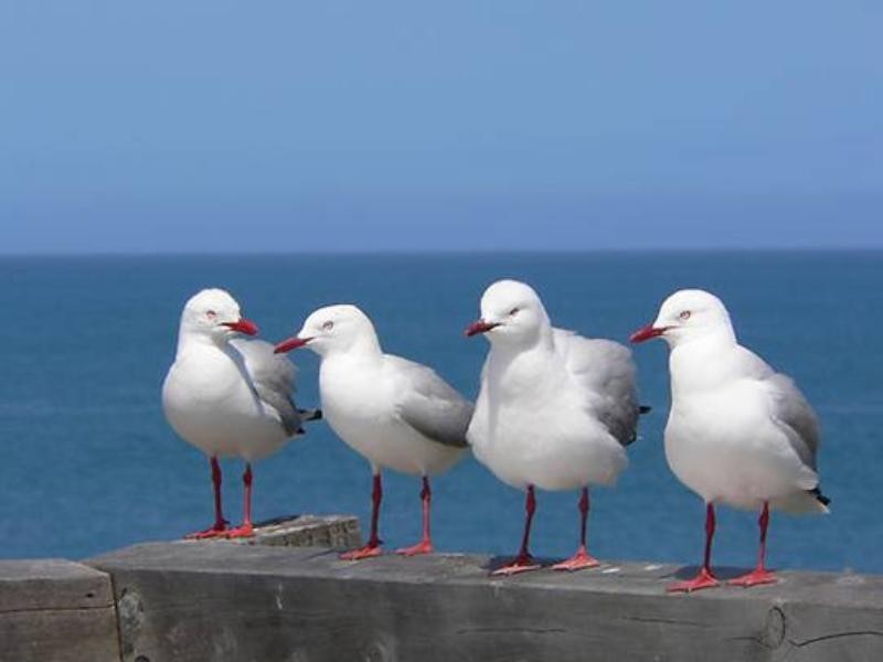 Lot 61 Offshore Drive, Middleton SA 5213