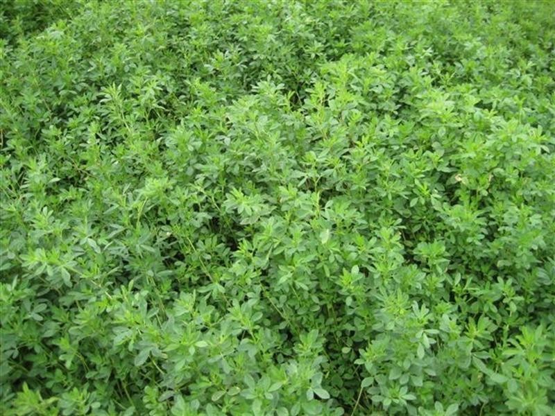 Lot 170 Stevens Road, Currency Creek SA 5214