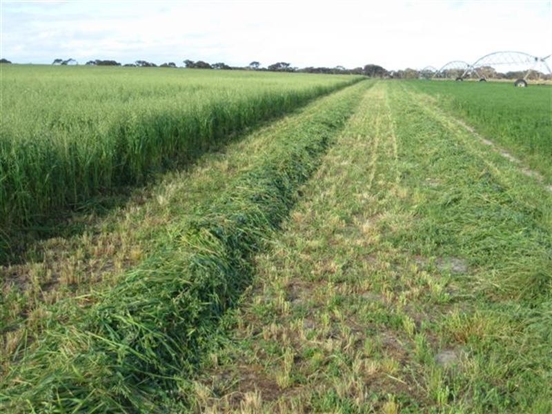 Lot 170 Stevens Road, Currency Creek SA 5214