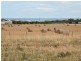 Lot 2 Flagstaff Hill Road, Middleton SA 5213