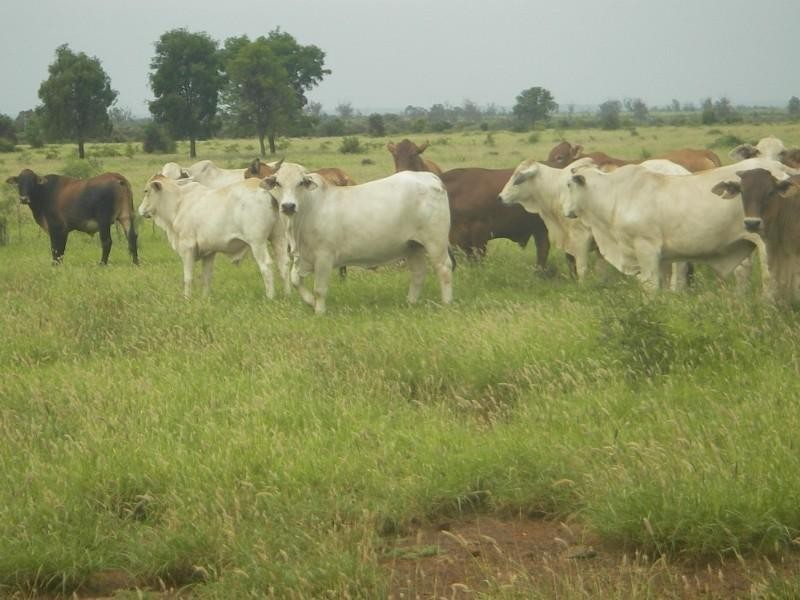 0 Capricorn Highway, Emerald QLD 4720