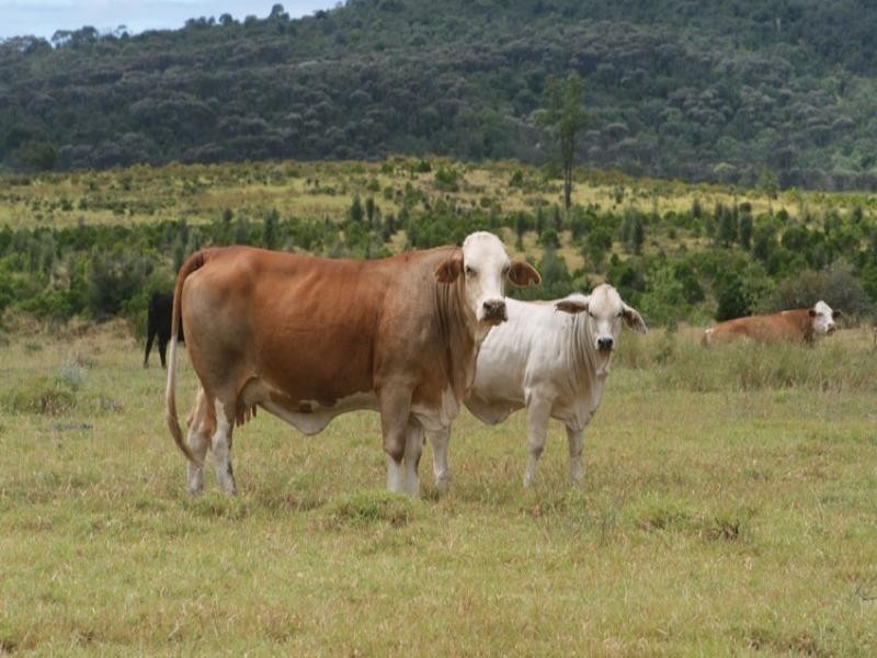 181 Hillview Road, Springsure QLD 4722