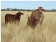 LAAP2446 Landsborough Highway, Blackall QLD 4472