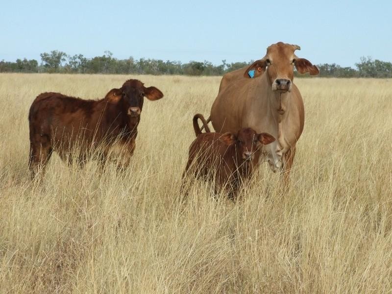 LAAP2446 Landsborough Highway, Blackall QLD 4472
