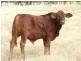 LAAP2446 Landsborough Highway, Blackall QLD 4472