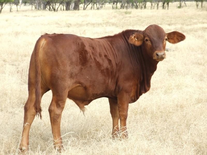 LAAP2446 Landsborough Highway, Blackall QLD 4472