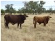 LAAP2446 Landsborough Highway, Blackall QLD 4472