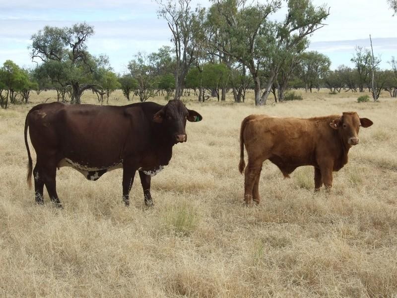 LAAP2446 Landsborough Highway, Blackall QLD 4472