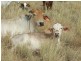 LAAP2446 Landsborough Highway, Blackall QLD 4472