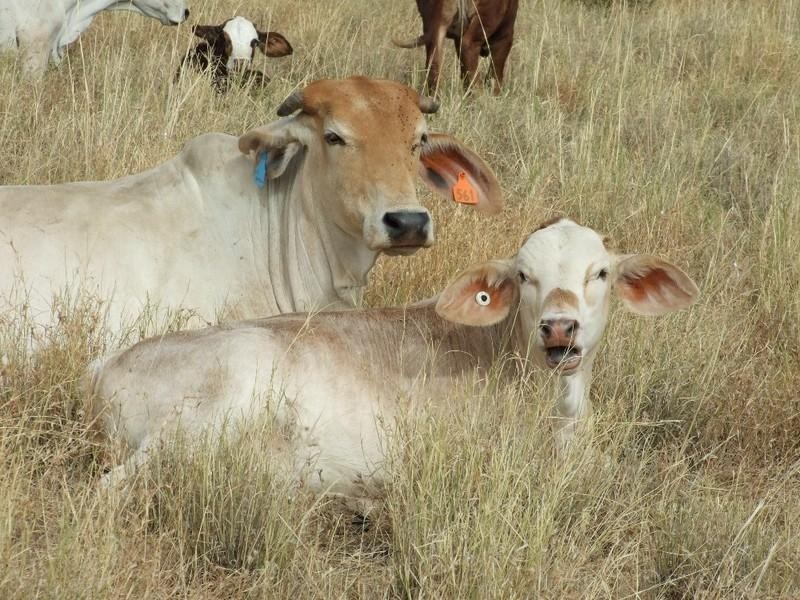 LAAP2446 Landsborough Highway, Blackall QLD 4472