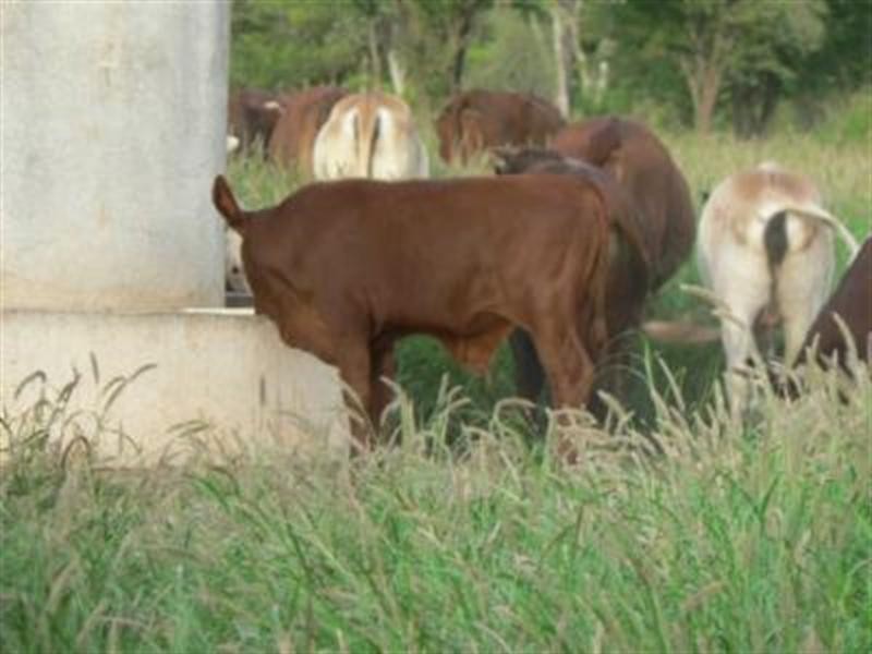 Lot 8 Frames Lane, Blackall QLD 4472