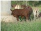 LOt 8 Frames Lane, Blackall QLD 4472