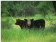 Lot 5 Frames Lane, Blackall QLD 4472