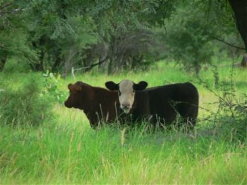 Lot 5 Frames Lane, Blackall QLD 4472