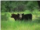 Lot 10 Frames Lane, Blackall QLD 4472